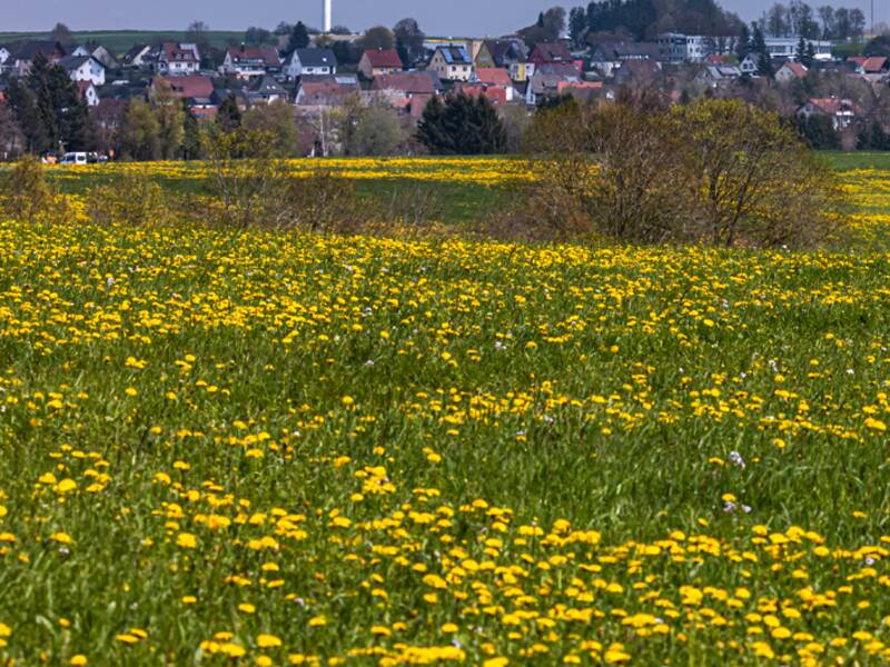 Blühende Wiese mit Windrad im Hintergrund