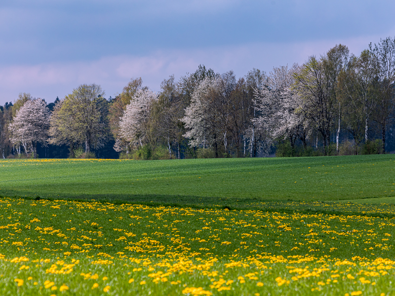 Blühendes Feld