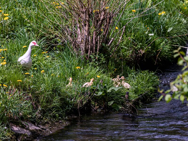 Entenfamilie