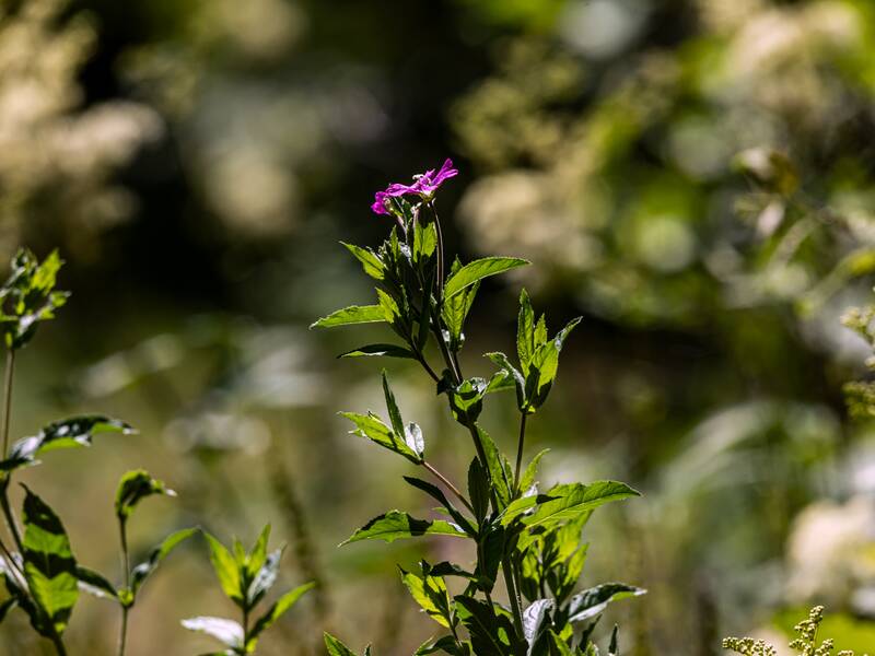 Blumen beim Jägerhäusle