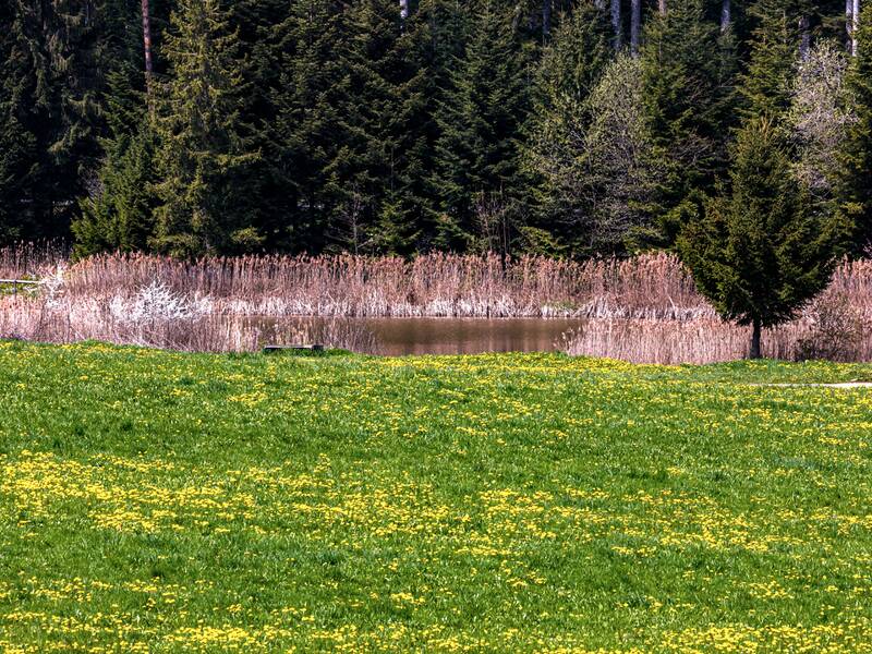 Wiese vor dem Staffelbachsee