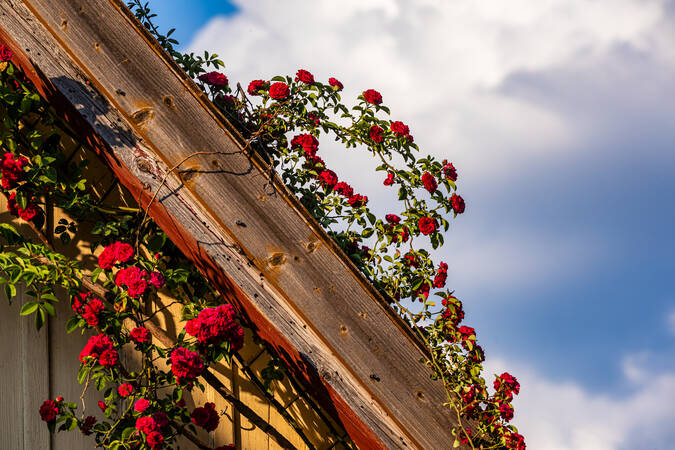 Blumenschmuck am Dach