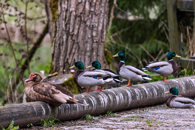 Entenfamilie