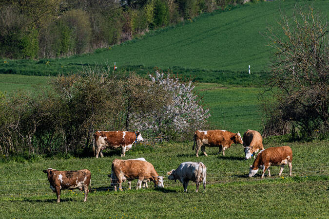 Kühe auf der Wiese