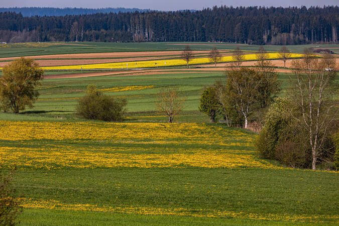 Feld mit Löwenzahn