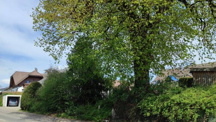 Aktueller Blick auf eine Grundstück mit Baum